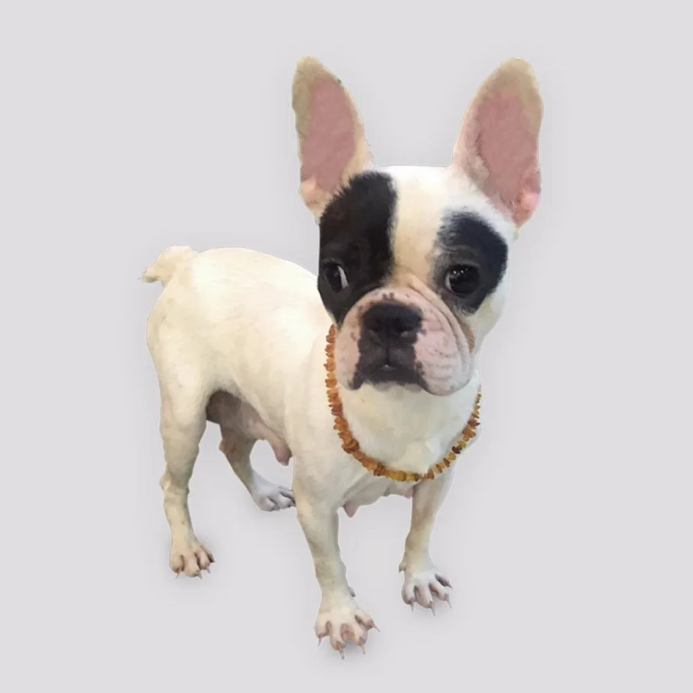 Raw Baltic Amber flea and tick collar for dogs and cats with an adjustable leather strap, natural and lab tested by TrendyPet's Zone.