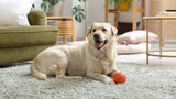 Golden retriever chewing toy