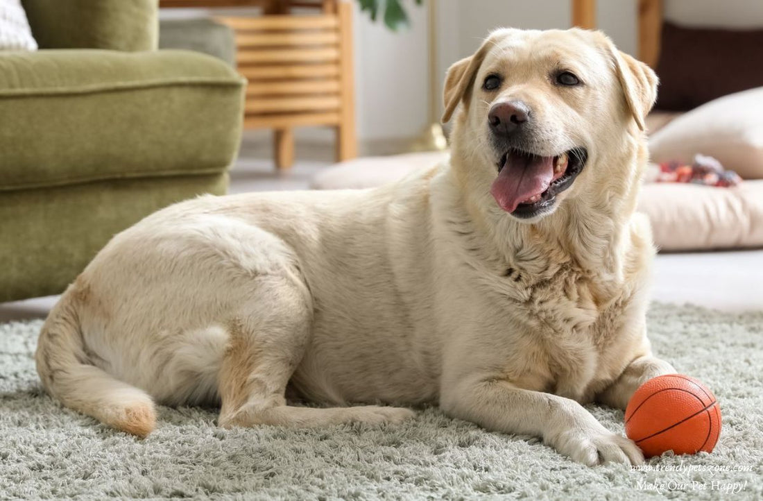 DOG OWNER’S STARTER KIT: Essential Guides for New Dogs