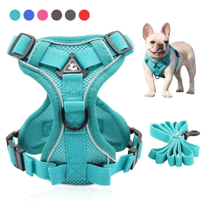 Collars, Harness & Leashes