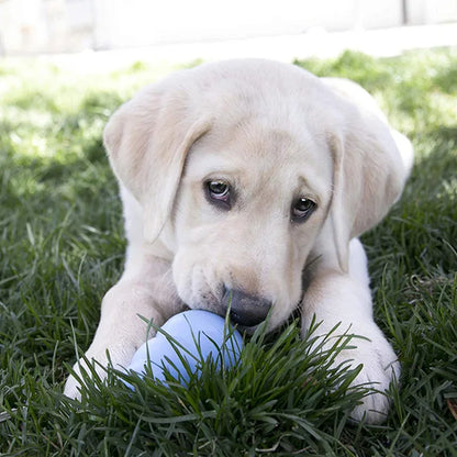 Blue KONG Puppy Natural Teething Rubber Chew Toy - TrendyPet's Zone