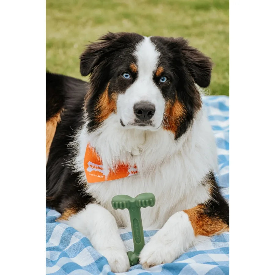 Large Power Chew Dental Toy for Dogs Nylabone EasyHold & Bacon Flavor TrendyPet's Zone