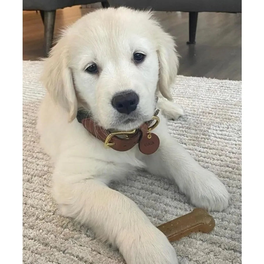 Puppy Starter Kit Teething Toys & Chew Bones for Puppies Up to 15 lbs - TrendyPet's Zone