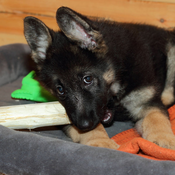 Customer pet photo