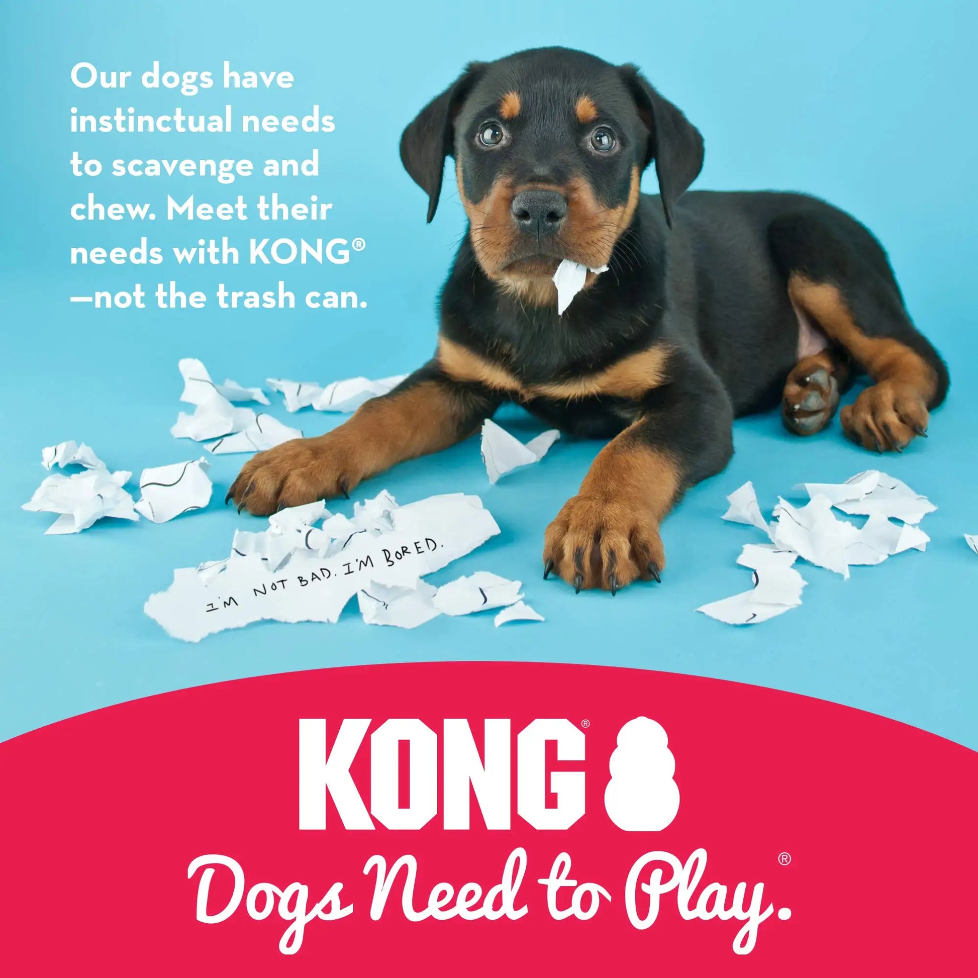 Purple KONG Senior Dog Rubber Toy for Fetch & Chew - TrendyPet's Zone