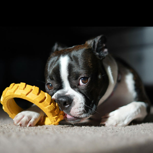 Customer pet photo