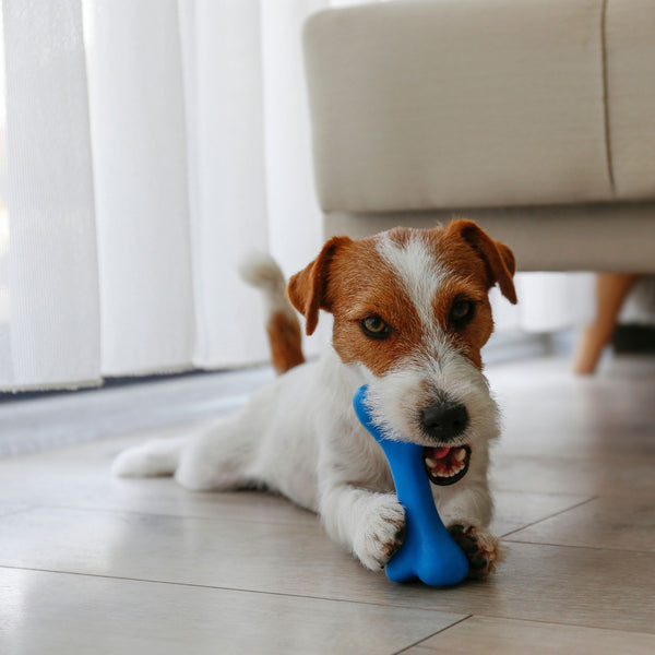 Customer pet photo