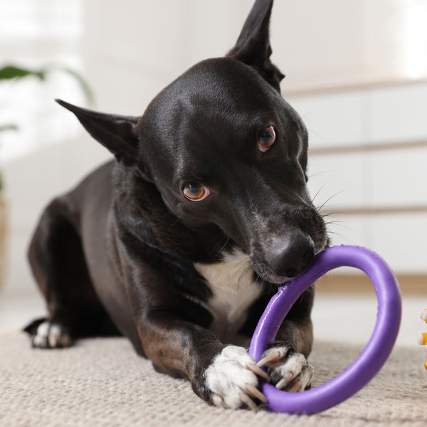 Customer pet photo