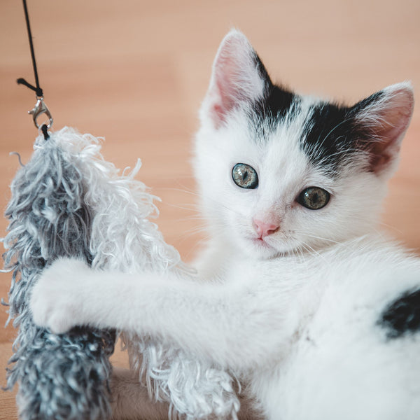 Customer pet photo
