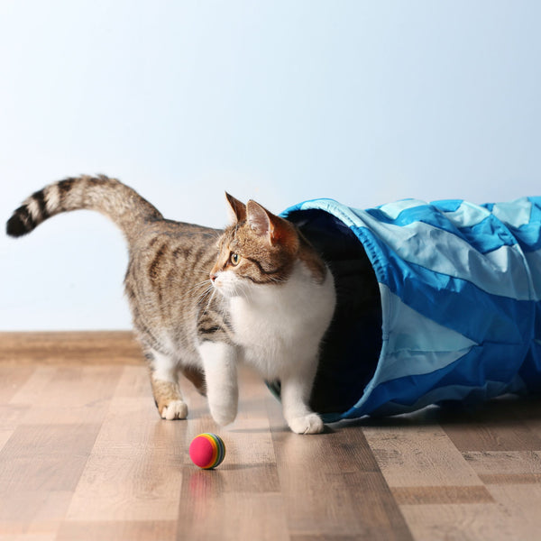 Customer pet photo