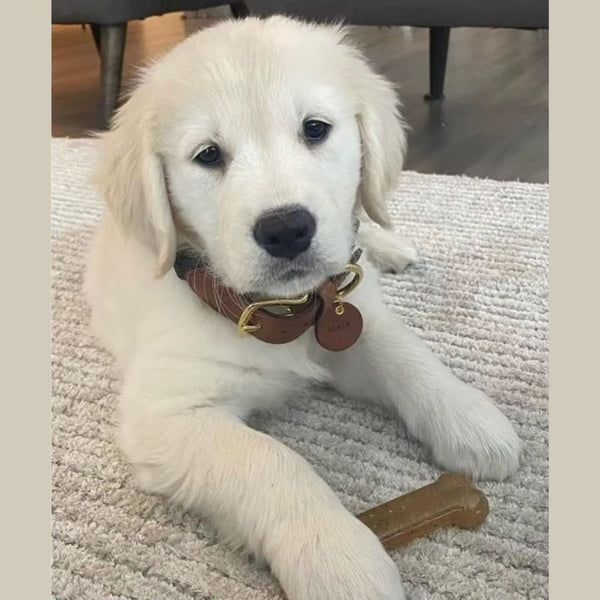Customer pet photo