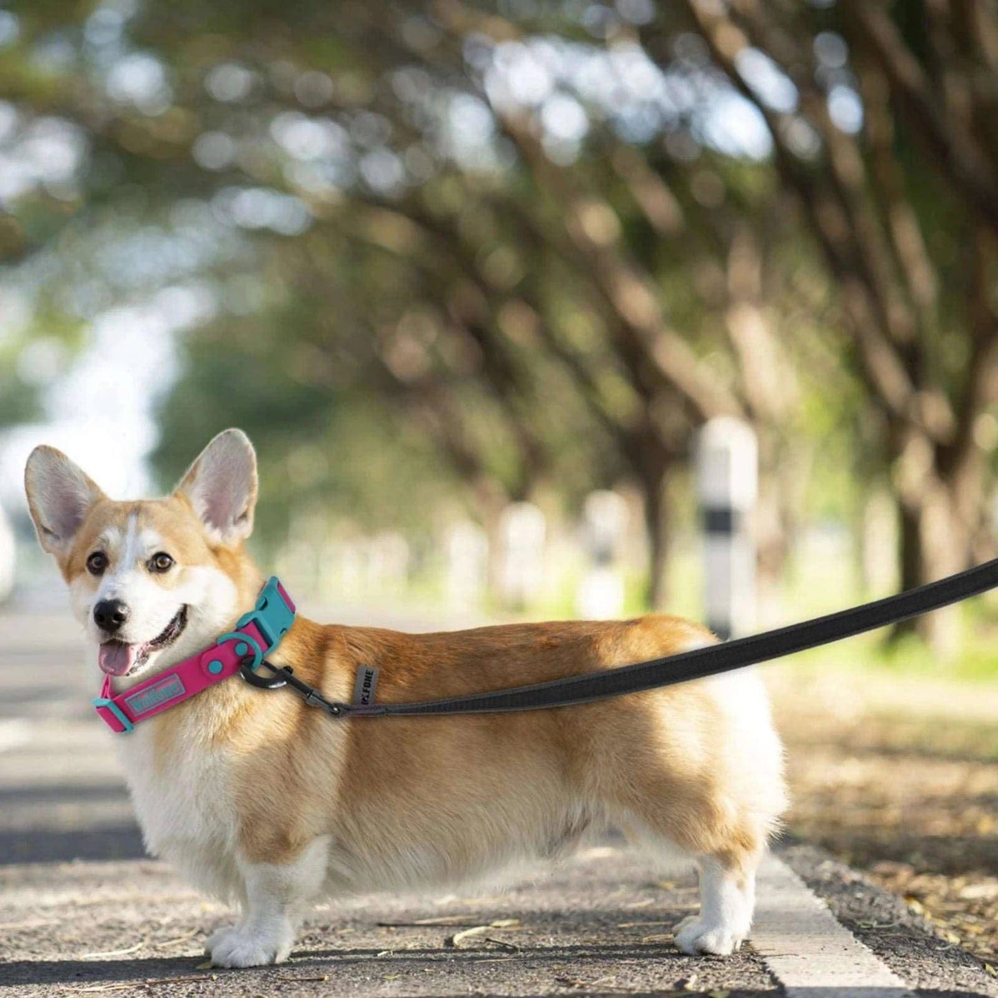 Black Dog Leash Latex Silk Easy and Convenient Training Big Dual Color - TrendyPet's Zone