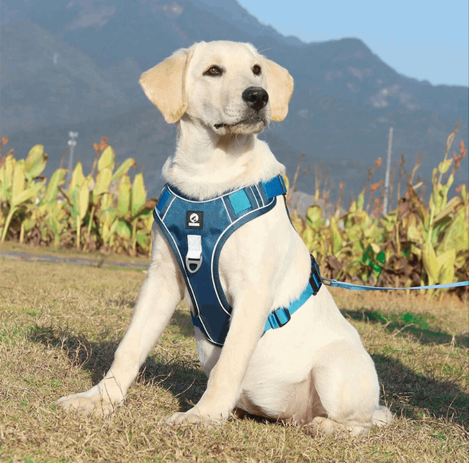 Blue adjustable tactical dog harness with handle by TrendyPet's Zone, no pull design, suitable for secure walking and control.