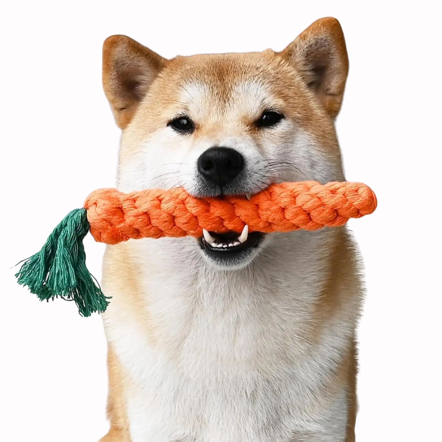 Dog holding a TrendyPet's Zone durable cotton rope chew toy shaped like a carrot with a green tassel, on a white background.