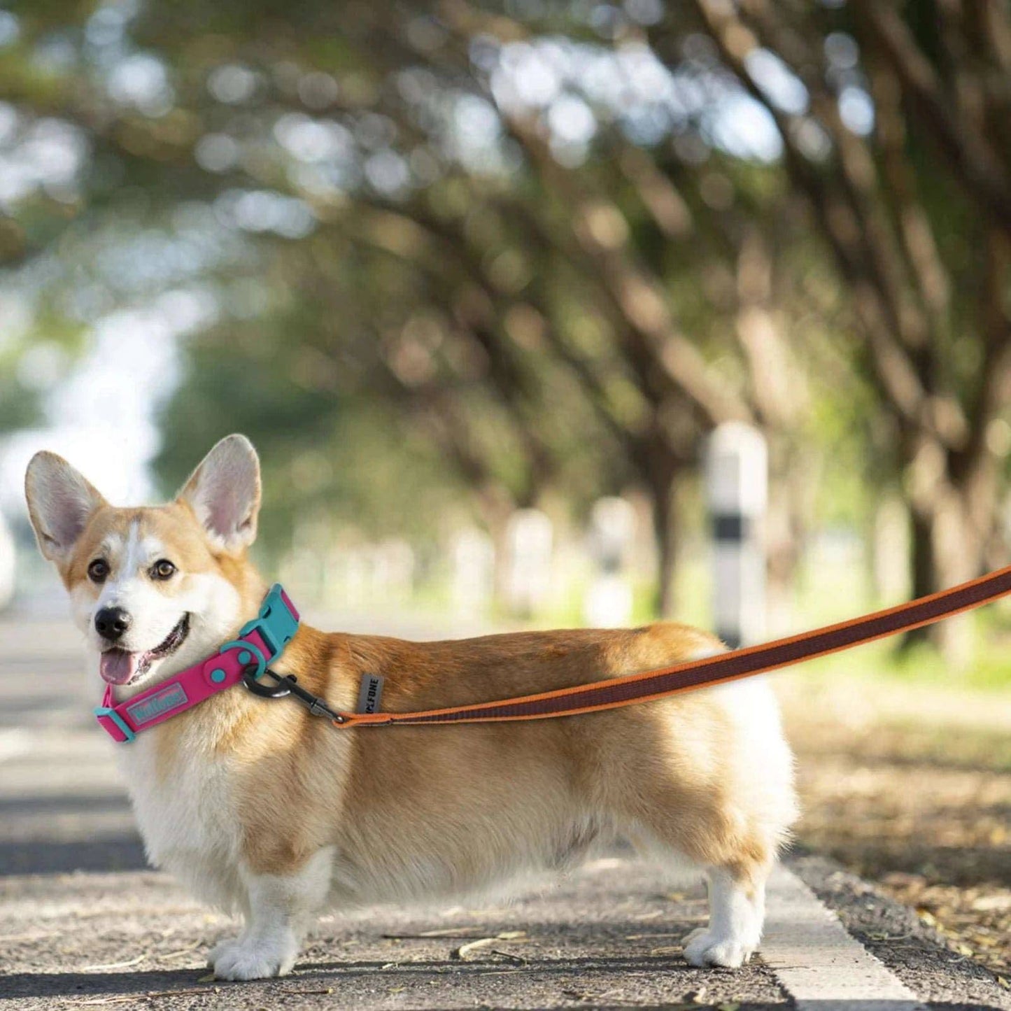 Orange Dog Leash Latex Silk Easy and Convenient Training Big Dual Color - TrendyPet's Zone